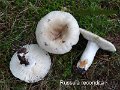 Russula recondita-amf1628-1
